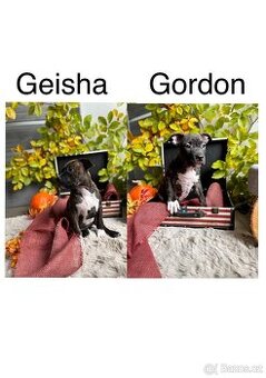 Americký stafordšírský teriér s PP