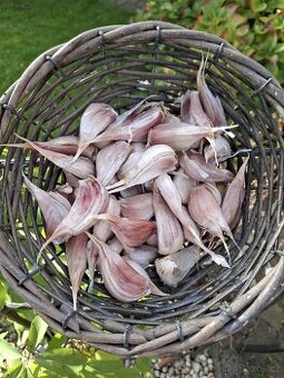 Český česnek Slavin II stroužky