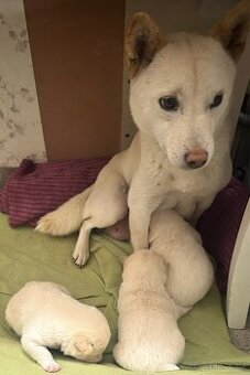 Shiba inu k rezervaci