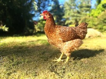 Prodej slepiček Kadaň, Klášterec n Ohří, Perštejn