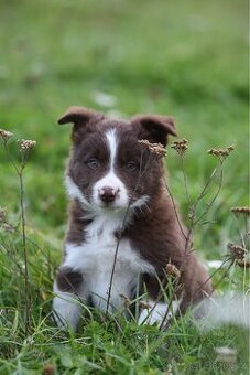 Štěňátko border kolie