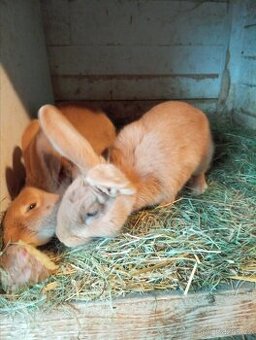 Burgundský králík