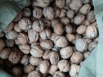 Prodej vlašských ořechů neloupaných z r. 2025