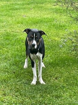 Daruji psa do dobrých rukou