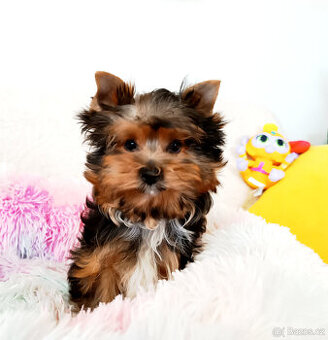 Jorkšírský teriér - pejsek