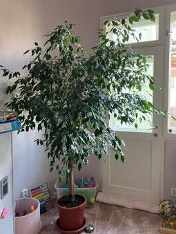 Fíkus - Benjamínek