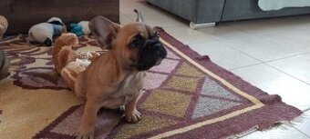 Francouzský buldoček