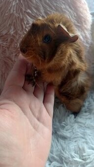 Morče, samička, mládě, rozeta