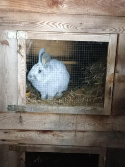 Samec velký světlý stříbřitý