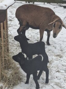 Jedná ovečka má dva beranky a druhá ovečka má jednu ovečka