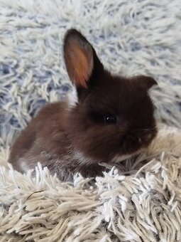 Minilop - anglický zakrslý beránek s VP