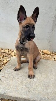 Belgický ovčák Malinois s PP