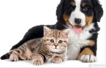 Postarám se, pohlídám, vycvičím