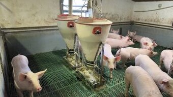 Prodám samokrmitko pro prasata