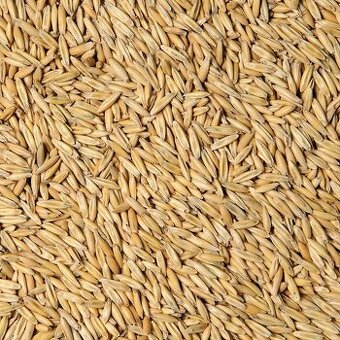 Oves,kukuřice pro koně ,dobytek,drůbež,ovce