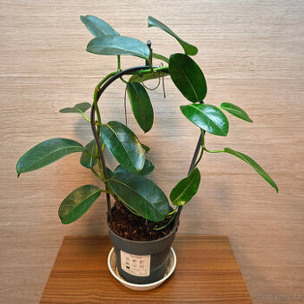 Stephanotis Floribunda