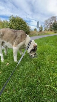 Hledáme fenku ke krytí