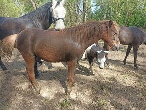Klisna pony - 1