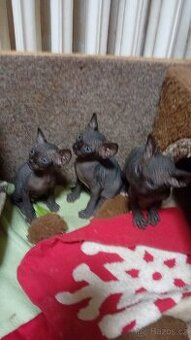 Kanadský Sphynx