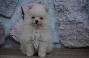 Pomeranian