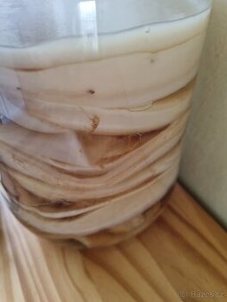kombucha -houba