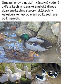 Kachny ruanské anglické, starorýnské, Aylesbury