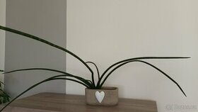 SANSEVIERIA CYLINDRICA - "Tchýnin jazyk"