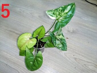 5.MIX Syngonium Matcha a Syngonium Albo