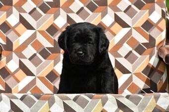 Labrador s PP