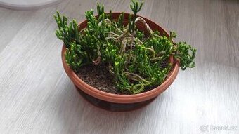 Odnože sukulentu Crassula muscosa