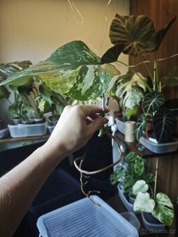 Monstera alba č.9