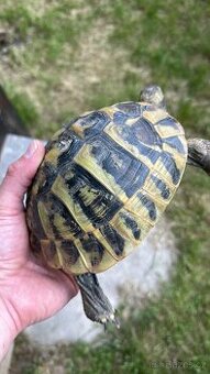 Testudo Hermanni - 1