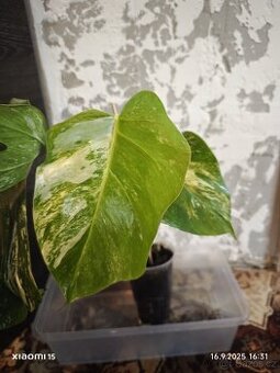 Monstera alba