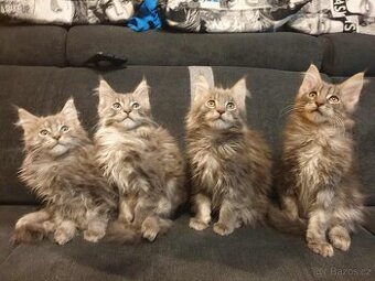 Mainská mývalí koťátka koťata kocourci MCO Maine Coon