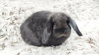 Zakrslý beránek, králíček, králík - BIBI