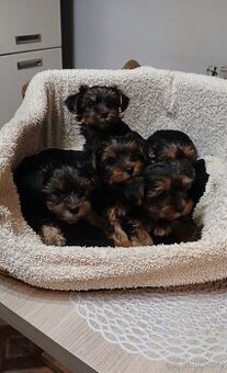 Štěňátka Jorkširsky teriér