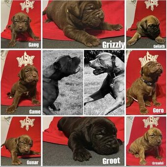 Americký Bandog štěňata