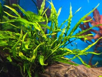 Akvarijní rostlina Microsorum mini (hnědovka 'Narrow')