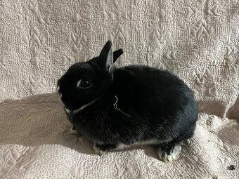 Zakrslý králík - samice ❤️