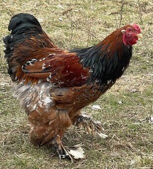 Brahmanky velká (porcelánová)