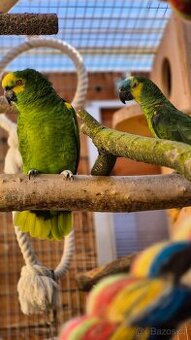 Amazoňan modročelý