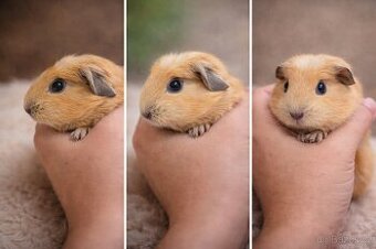🧡🐹 Roztomilá morčátka anglický crested  🐹🧡