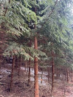 Prodej pozemku v k.ú. Lutonina