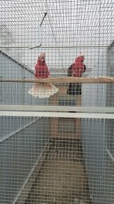 Kakadu růžový štěpitelný, 100% chovný.