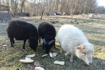 Prodám ovce ouessantská - beran