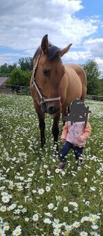 Prodám klisnu QH