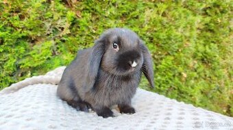Zakrslý beránek, králíček, králík - PEGGY