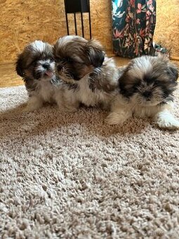 Shih-tzu