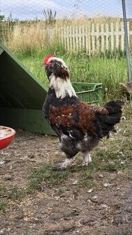 Poslední tři kohoutci Faverolek Lososových velkých
