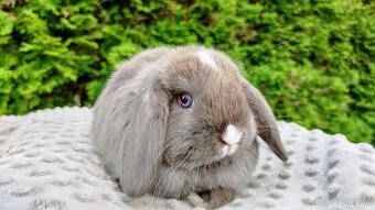 Zakrslý beránek, králíček, králík - ŇUFÍK